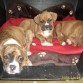 VENDO LINDOS CACHORROS BOXER
$50.000.- c/u.
Favor sólo personas que cuiden y quieran a los animales.
Se hará seguimiento.
Padres a la vista.
1 mes20 dias. Sin mutilaciones (ni cola, ni orejas)
LINDOS CACHORROS BOXER LINDOS CACHORROS BOXER LINDOS CACHORROS BOXER LINDOS CACHORROS BOXER
